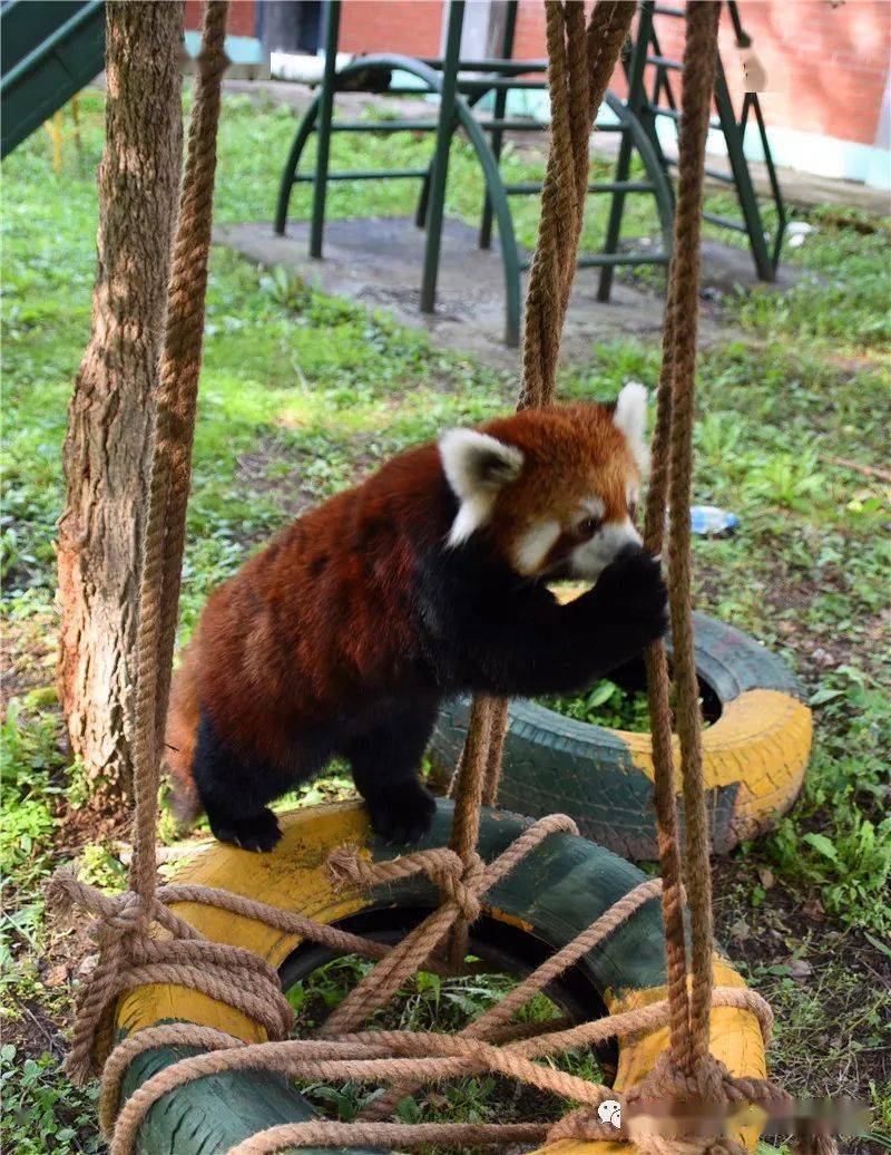小熊猫喜获秋千玩嗨了