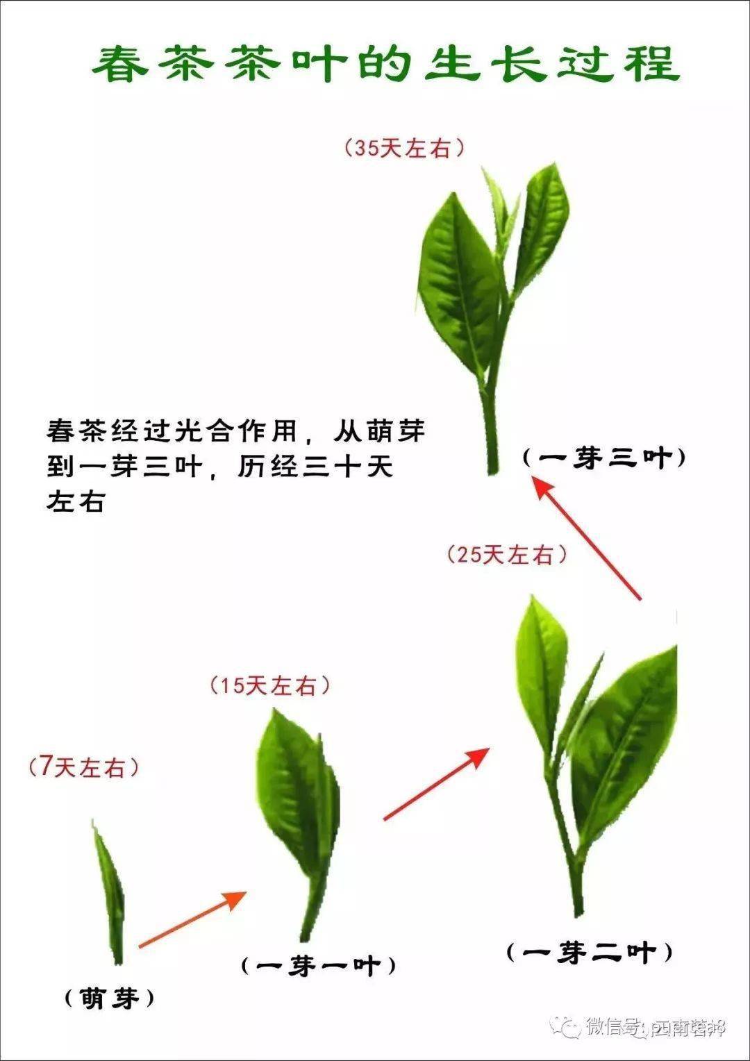 茶叶生长过程描述图片