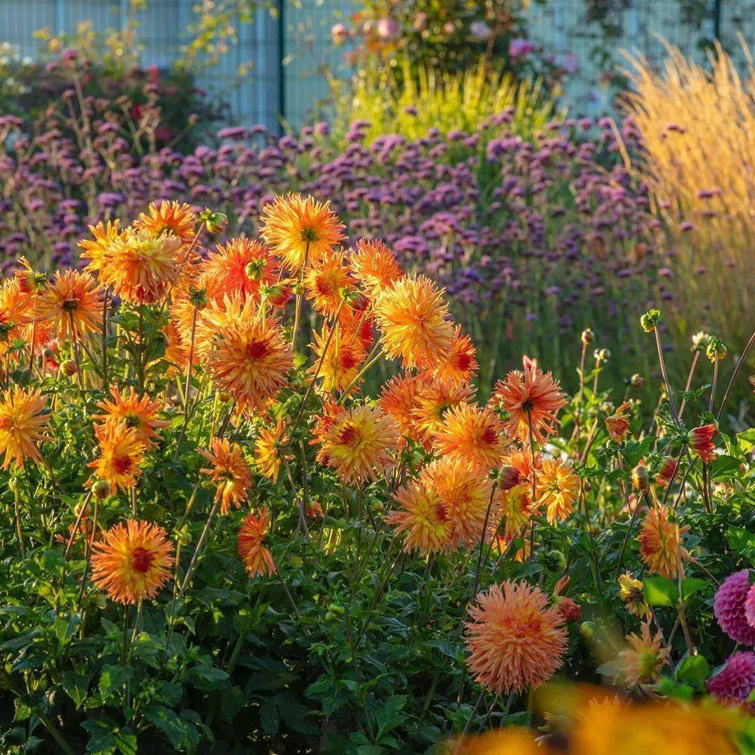 英式花园配色有多牛?看看这位顶级摄影师的作品!