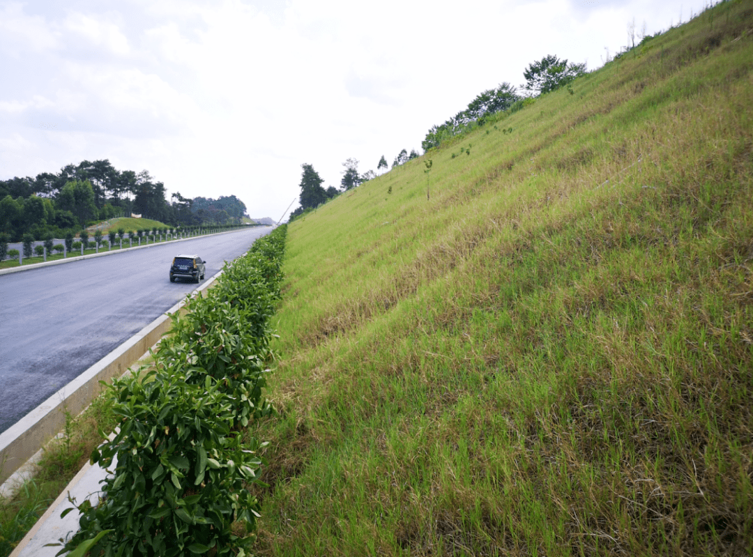 边坡绿化.
