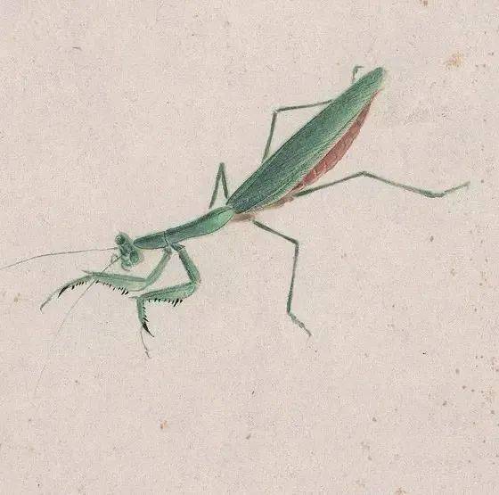 白石老人笔下的螳螂,"斗"趣十足!