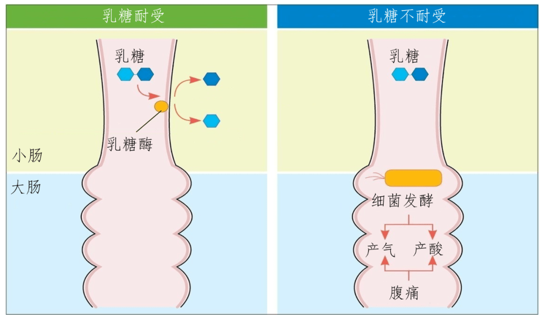 正常婴幼儿体内含乳糖酶,该酶可以将乳糖分解为葡萄糖和半乳糖,然后被