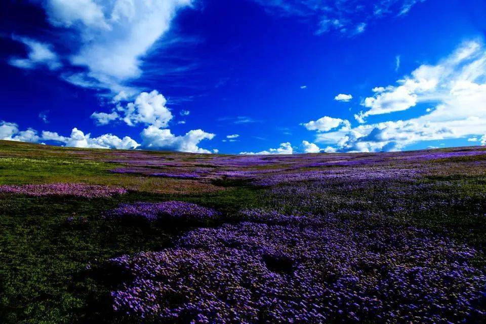 生态称多嘉塘草原上最美的风景