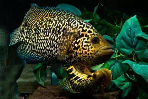 这鱼长得像罗非性情十分残暴有个特别好听的名字花老虎