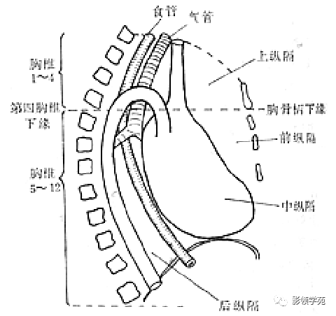 后纵膈图片