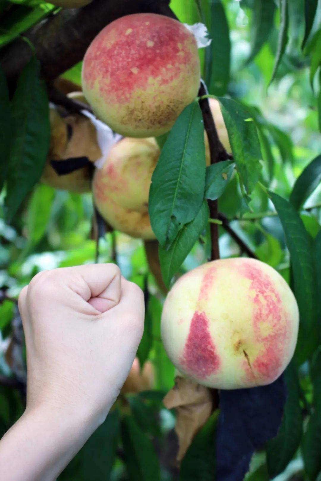 虽然表面裂了一道小口这只桃子只能称作"丑桃"——又粉又嫩的水蜜桃
