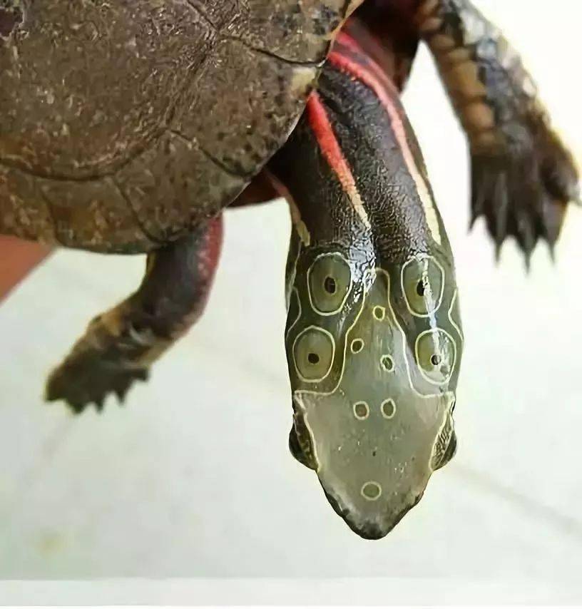对四眼斑龟来个简单的介绍吧