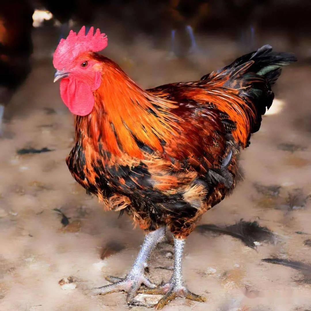 预售 中秋抢先(鲜)品,多味胭脂鸡预定!