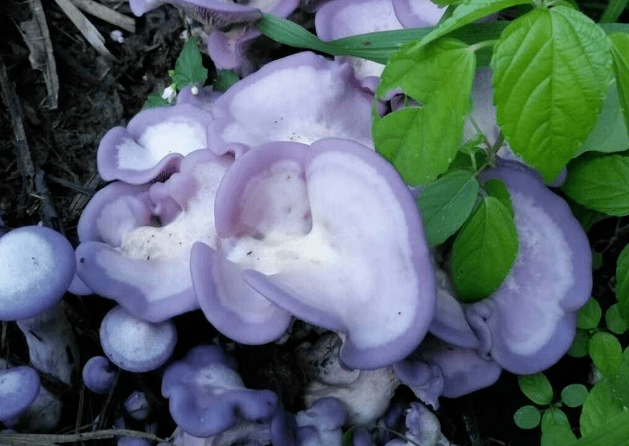 紫花脸最后特别要提醒大家的是路旁及居住小区内的野生蘑菇种类很多但