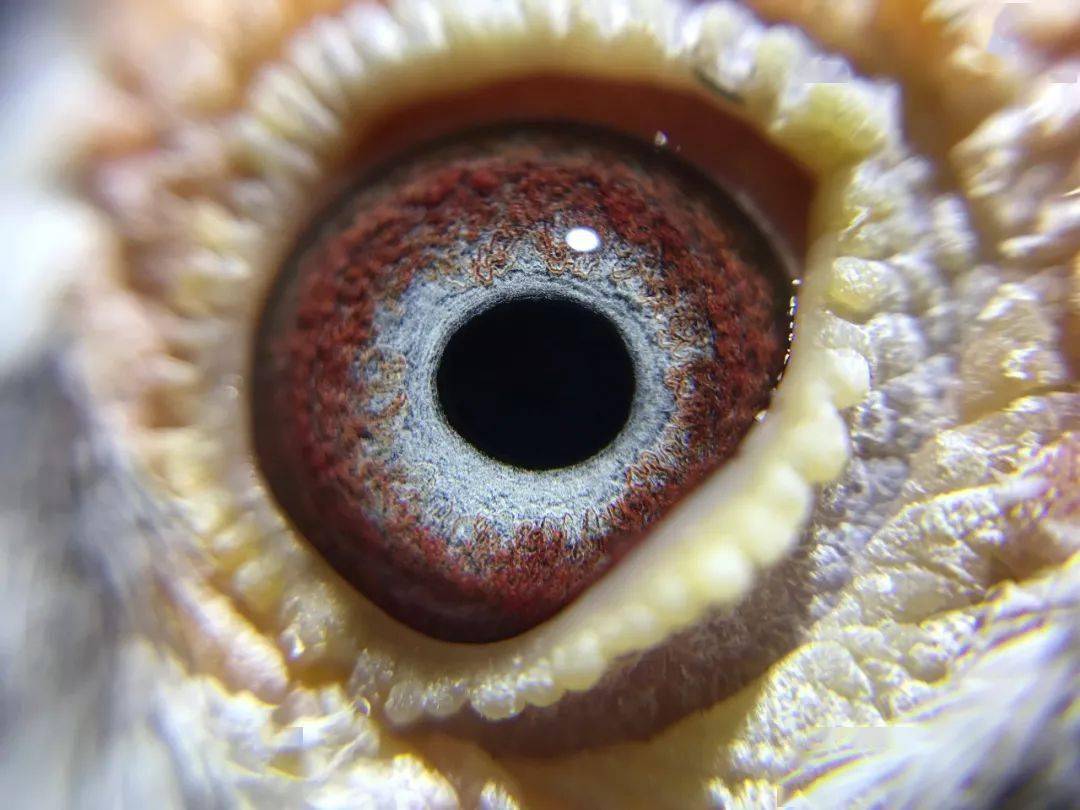 紫罗兰种鸽眼睛图片图片