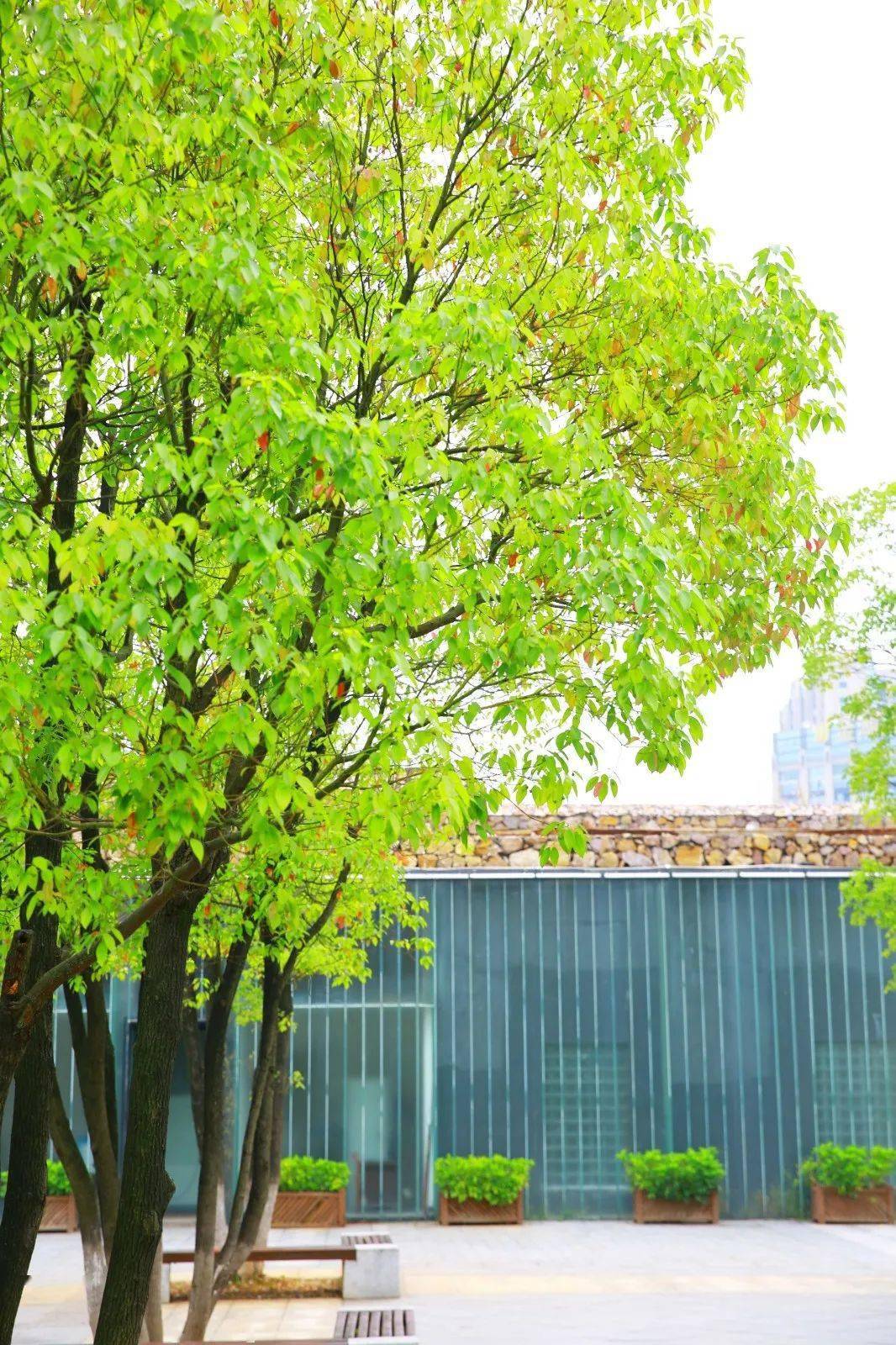 长沙市的市树居然有这么多种颜色