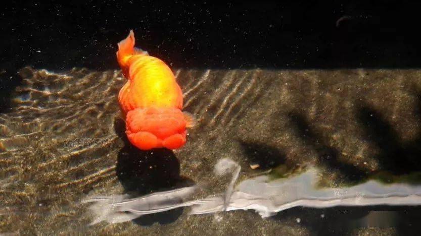 古法| 養魚四談_金魚