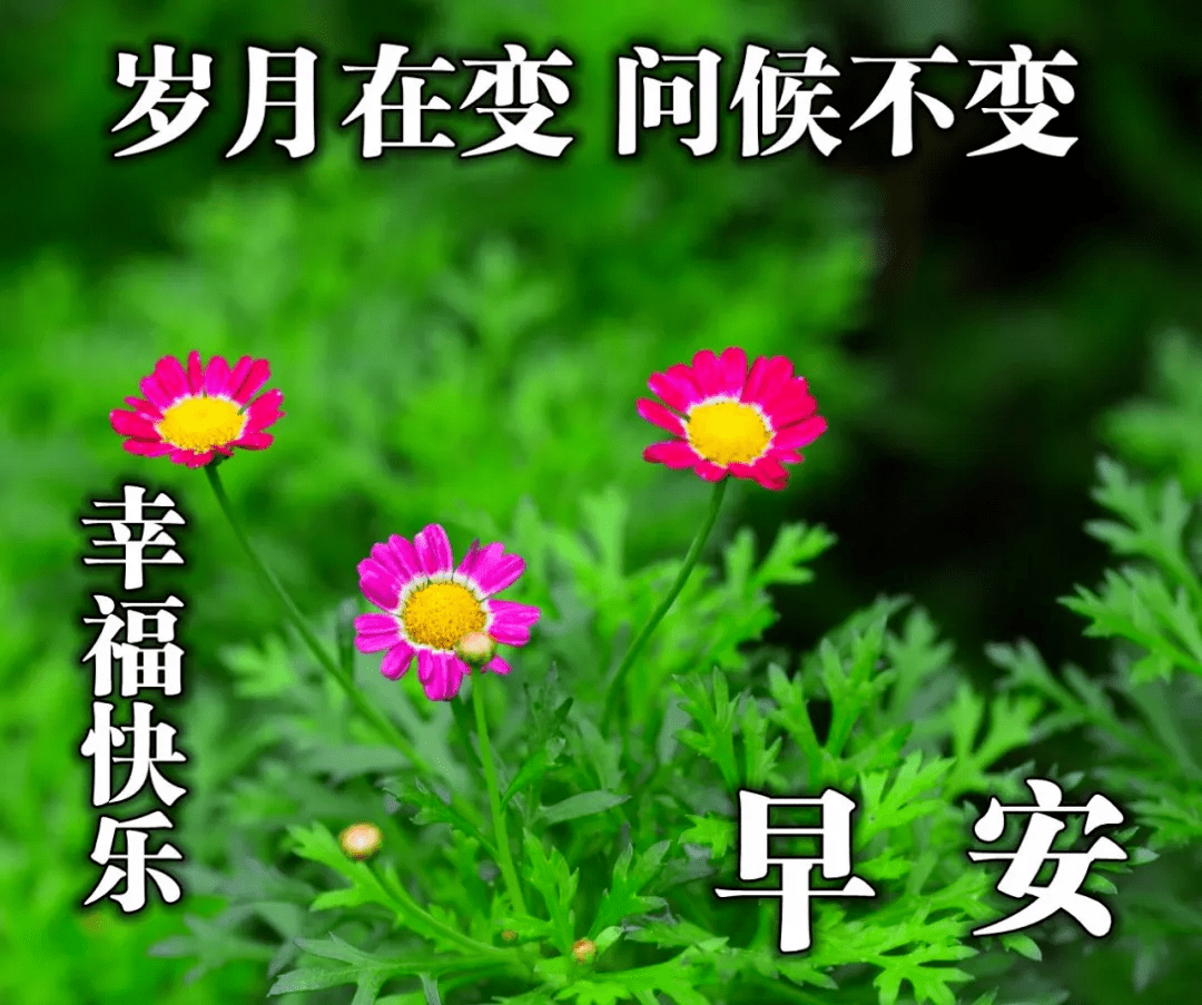 給你舒懷,用快樂的詞彙凝聚,給你祝福,祝你在絢麗的晨光中走好每一天