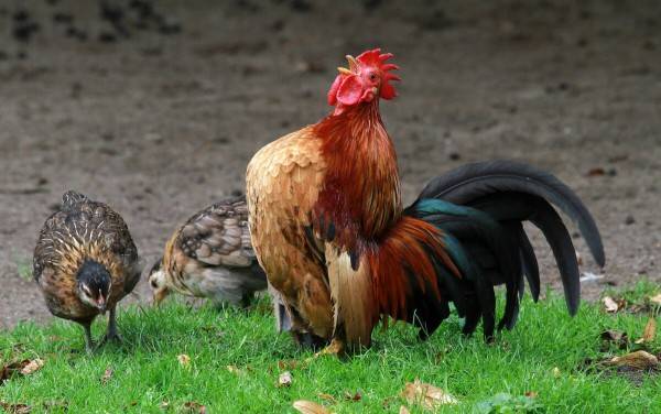 天凉好个秋,养生还需"把好六关"睡:早睡早起,与鸡俱兴秋分是阴阳强弱