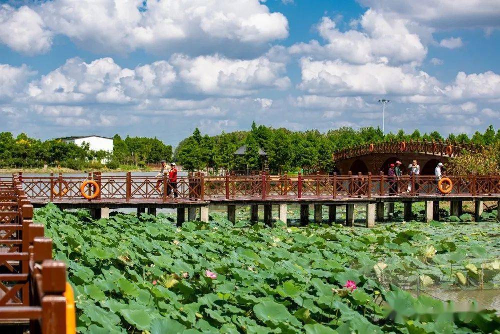 墩头镇:以"荷"为媒秀出水乡风情_海安