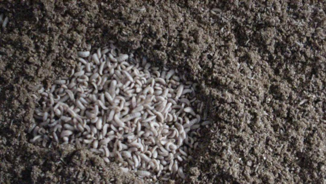 克迈拉用黑水虻将垃圾归零的高精尖技术