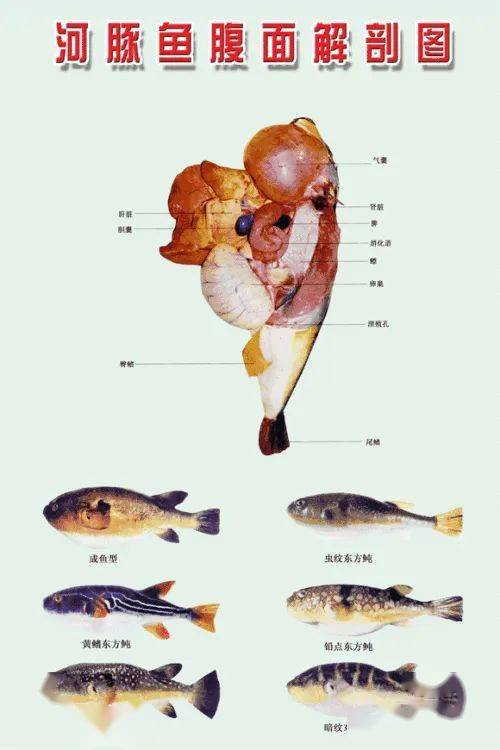 河豚鱼中毒多发生在沿海居民中,以春季发生中毒的次数,中毒人数和死亡