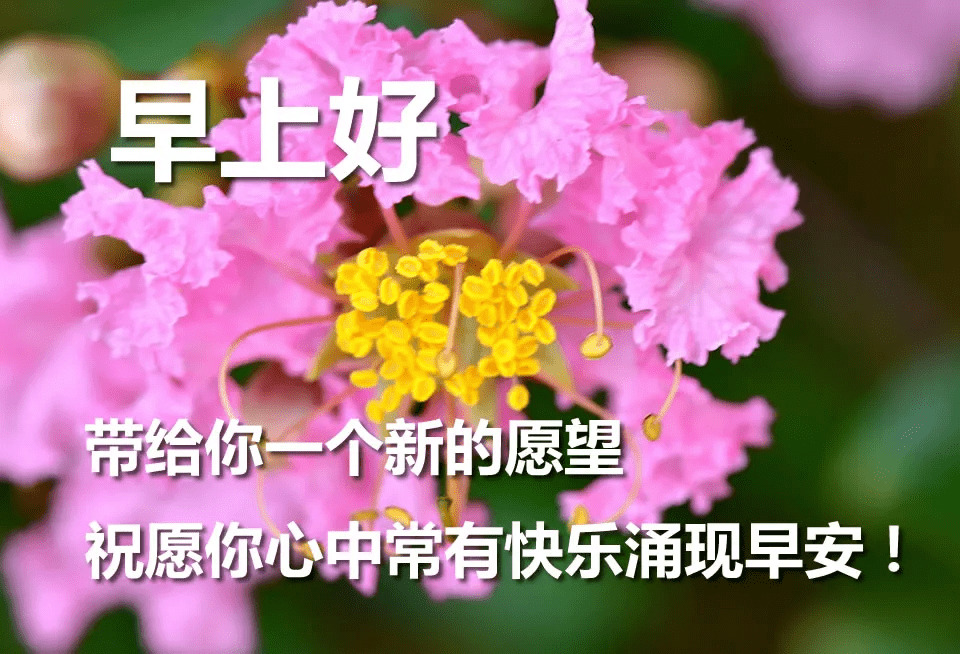 微信最適合群發的早上好問候祝福語漂亮的鮮花高清圖片帶字