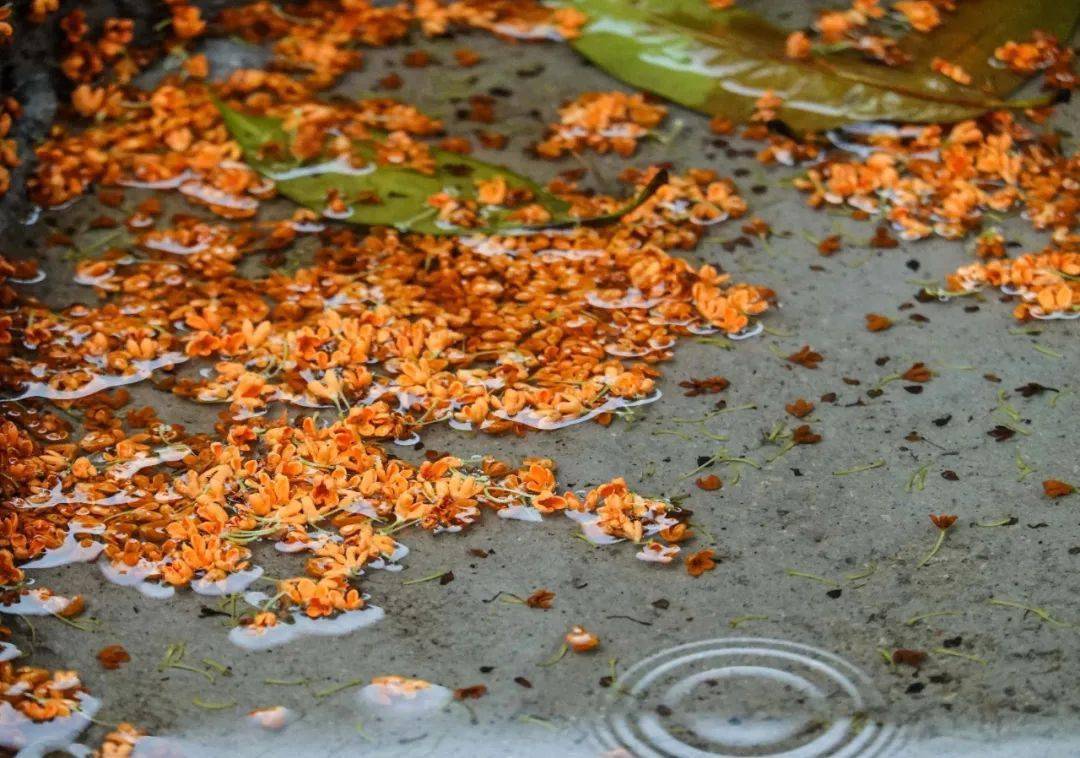 雨后,"金桂路"惊艳!香!