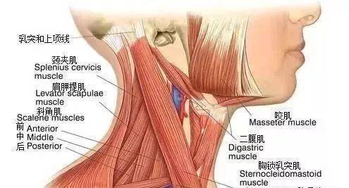 副神经解剖及功能,图文并茂