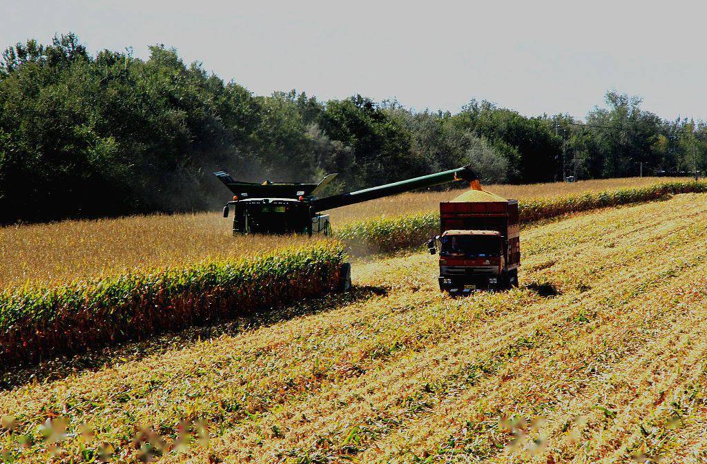 新疆塔城地区进入丰收季节乡村田野间瓜果飘香