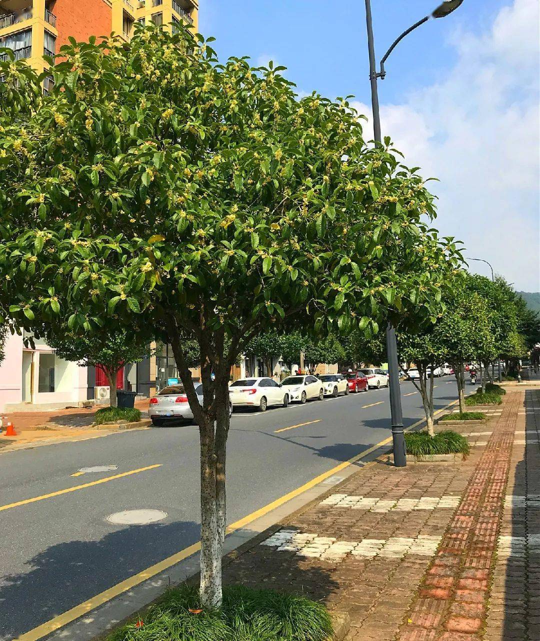 金秋时节桂花飘香临安有这些赏桂好去处