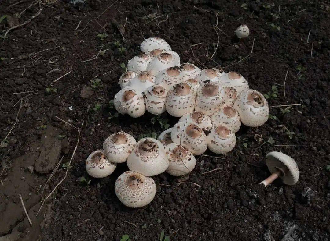 扩散廊下发现这种毒蘑菇请大家广而告之避免误食