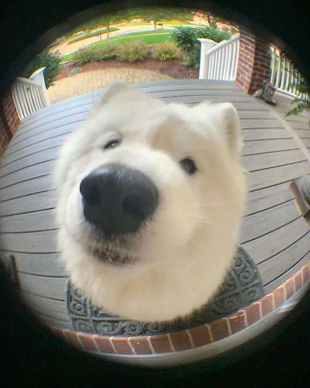 你的小可爱回来啦!