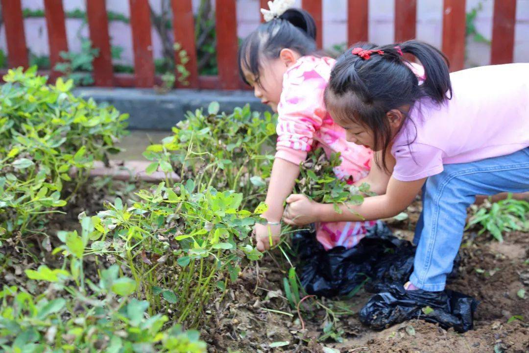 粒粒花生情  浓浓秋收乐——海湾幼儿园秋收活动之花生记