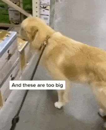 ""不行!这个灯太小了!"一到店,就开始"挑三拣四".