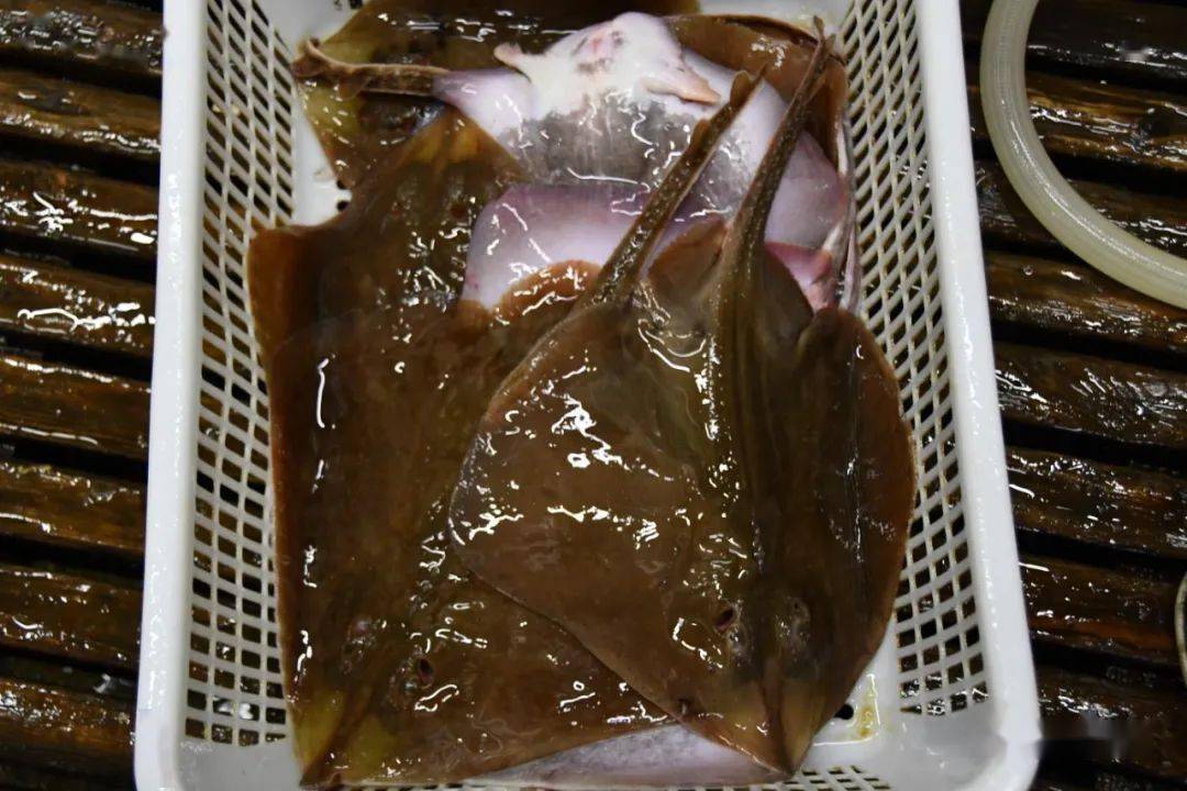 今日七贤岭无量生命放归大海!_磨盘