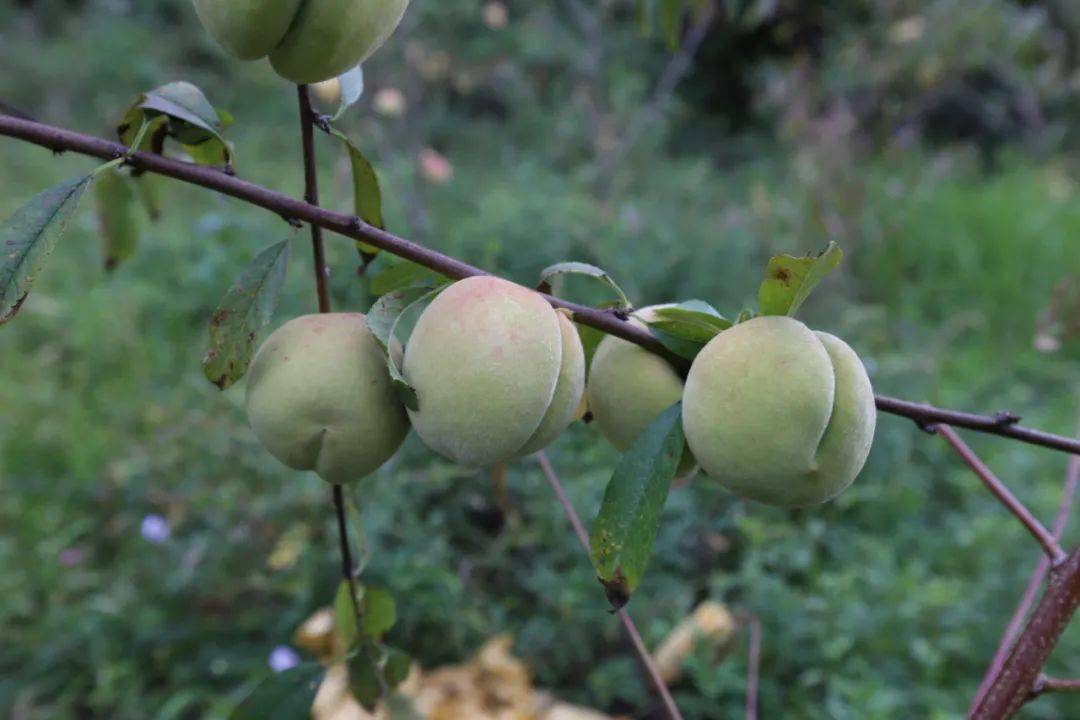 丰都高山九月桃成熟采摘正当时