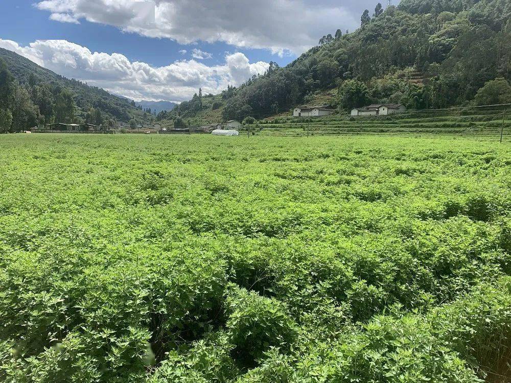 州农业农村局局长马小合到我县调研高原艾草产业_种植