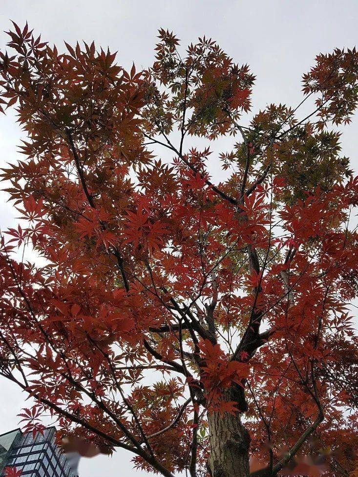 浅秋印象细雨红叶桂花香