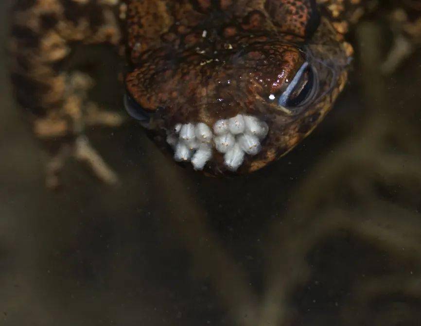 蛆与蟾蜍返回搜狐,查看更多