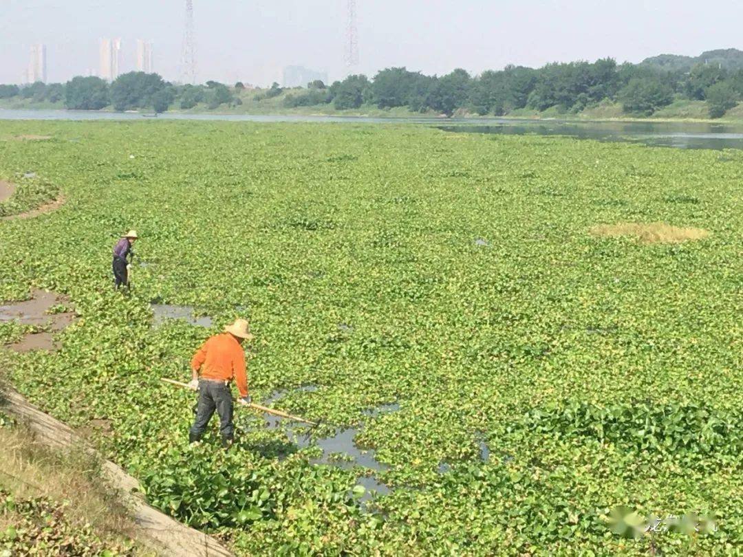 (肥料流失造成水體富營養化,某江面水葫蘆氾濫)