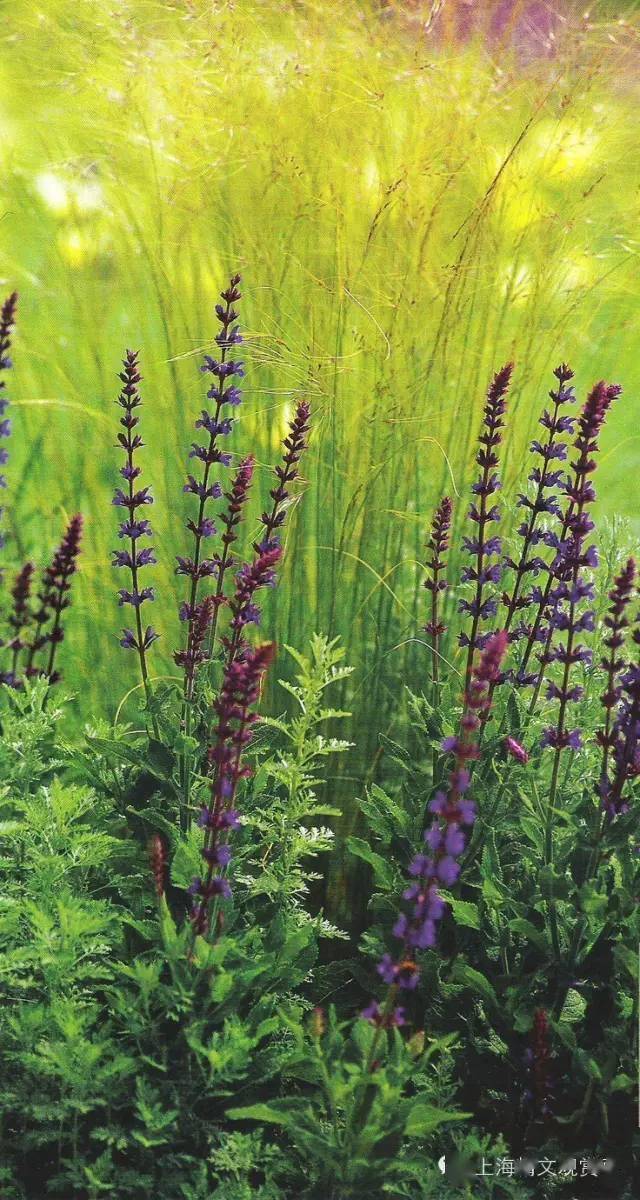 国外观赏草花境赏析-搜狐大视野-搜狐新闻
