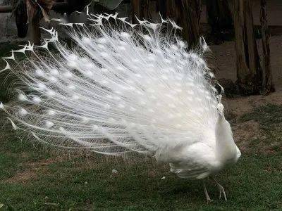 孔雀开屏数百只孔雀亮相红崖谷数十种颜色数十个品种白孔雀,黑孔雀,蓝