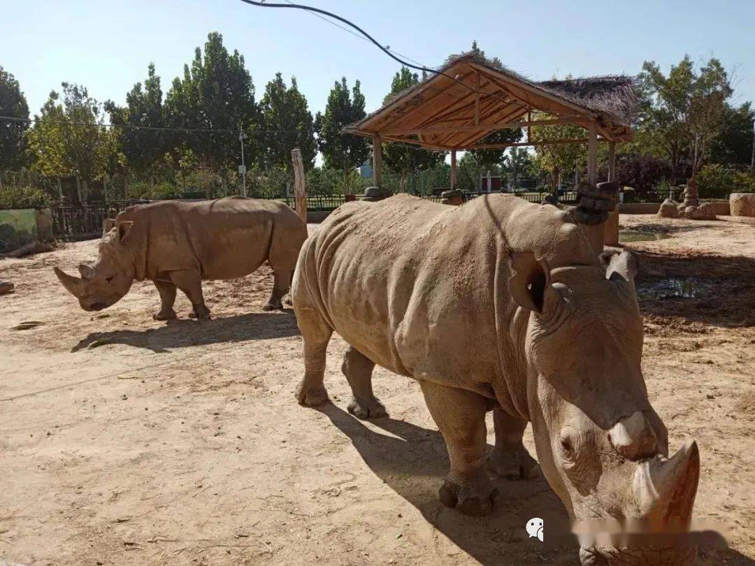 心心念念唐山動物園開通網上售票了十一必逛