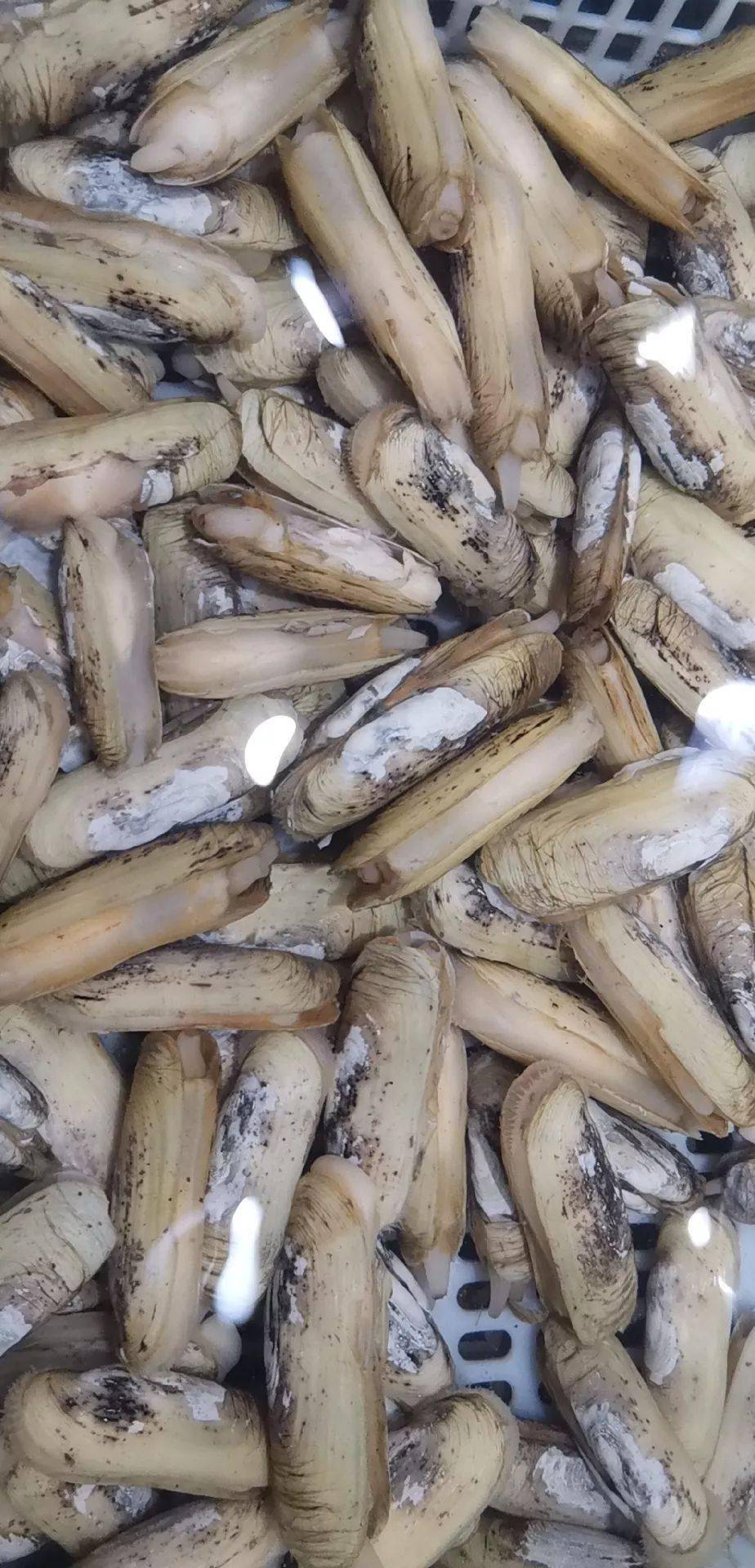 【饶平探店】人气top 1的海之诚海鲜店,鲜到炸裂的海鲜,一人一锅的小