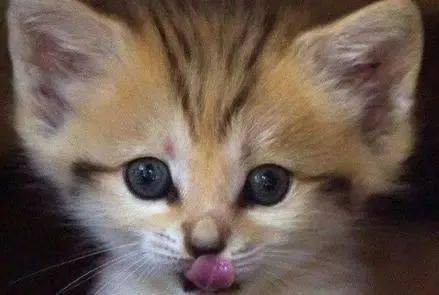 巴基斯坦沙猫,存在于巴基斯坦地区的沙丘猫亚种,对待其他动物十分凶残