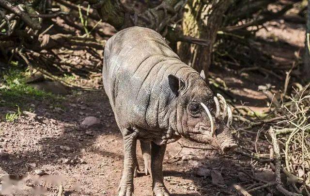 世界上最奇特的動物長相像豬卻被叫做鹿還非常擅長游泳