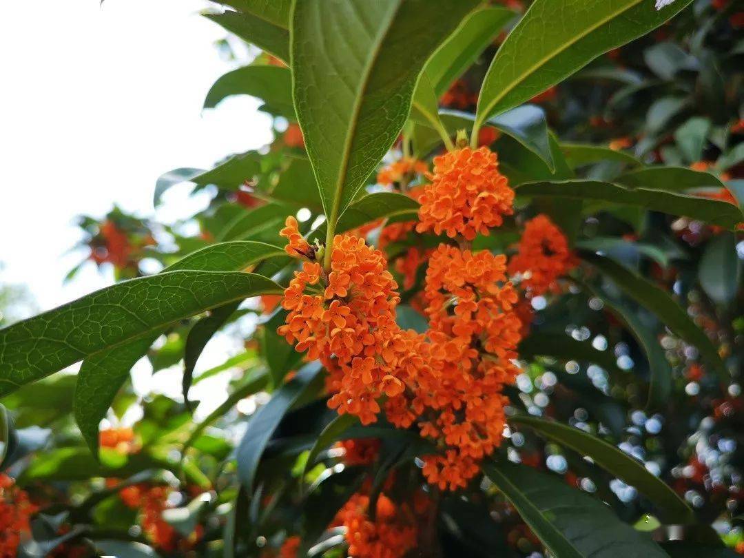 丹桂花已开快来赏丹桂中国丹桂之乡浦城欢迎您