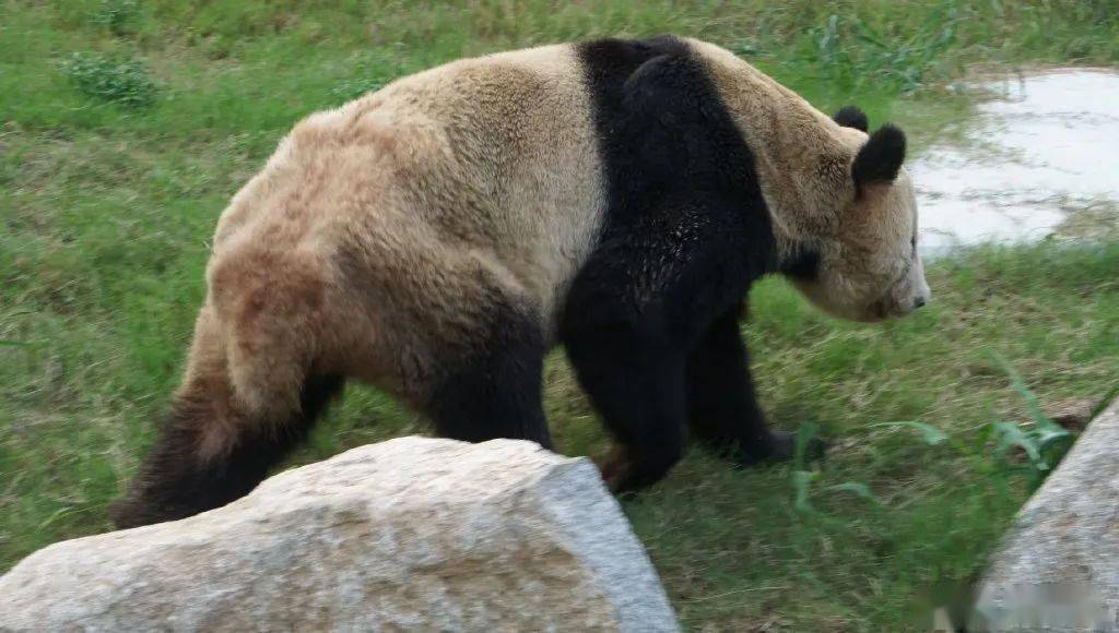 对此,德清县自然资源和规划局于9月27日发布情况说明称:大熊猫"耀 