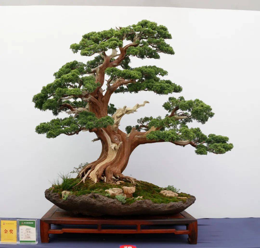 (真柏)▲姜玮作品《千手》(对节白蜡)(排名不分先后)第十届全国盆景展