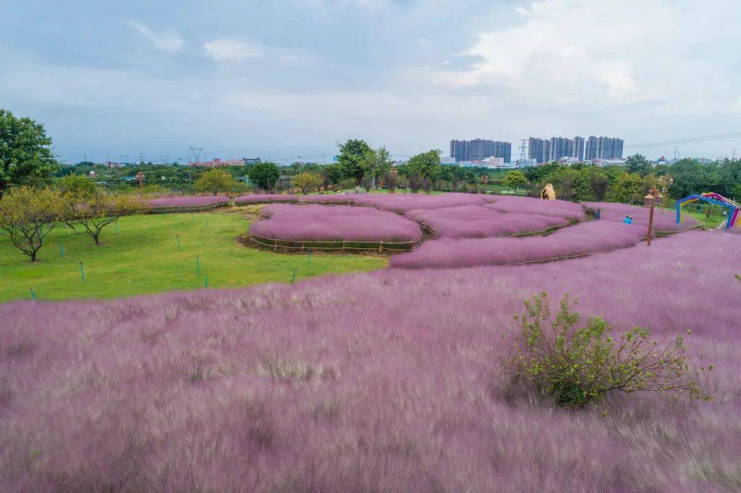 南海最美的粉黛草花海在这里一日游打卡攻略来了美食民宿灯光秀都有