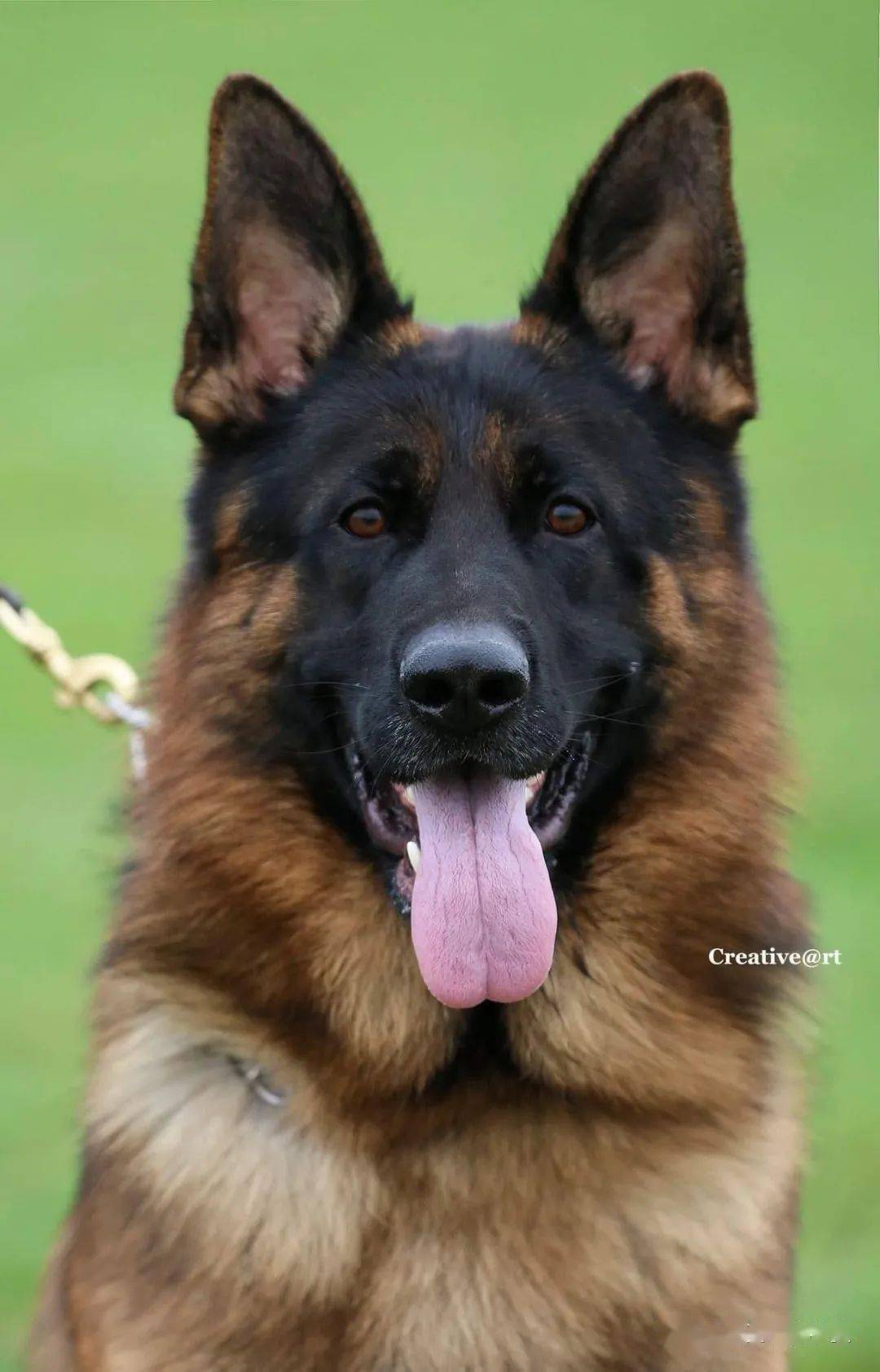 不一样的美hammadbutt英国摄影师镜头下的德牧名犬