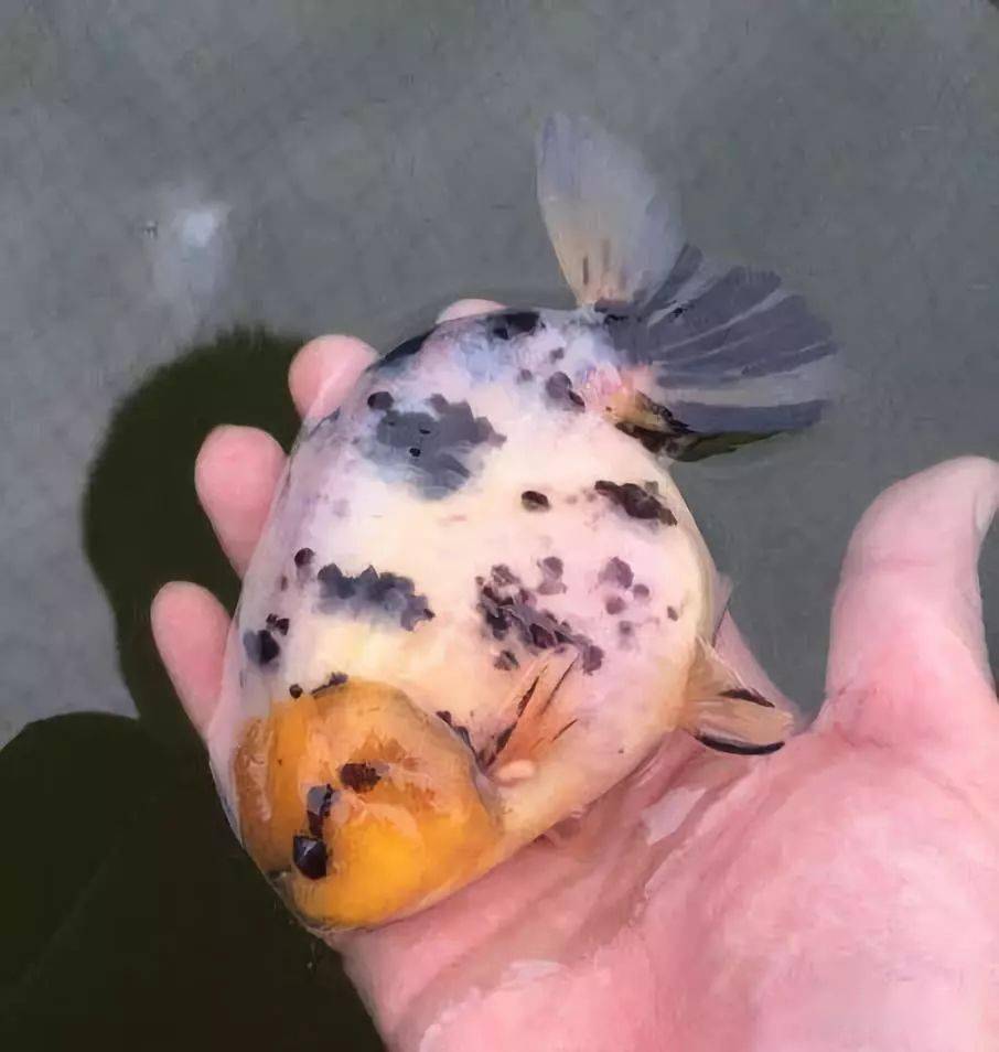 缸里养条守家鱼,大气又镇宅,1条顶10条!_金鱼