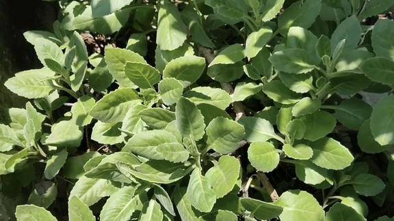 云南白药懂它的人当宝不懂的人当草