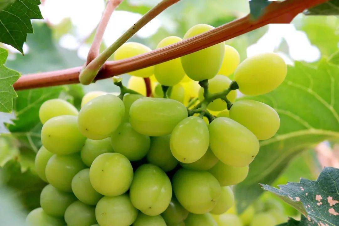 临洮大寨子的葡萄熟了欢乐采摘约起来